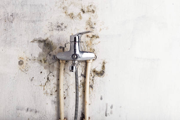 Mold Removal and Inspection in El Cerro, NM