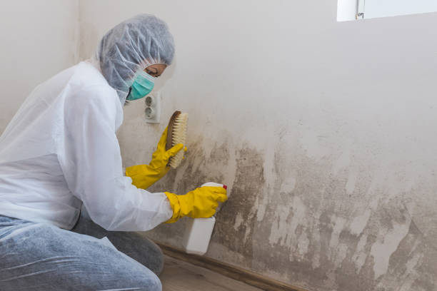 Best Residential Mold Removal  in El Cerro, NM