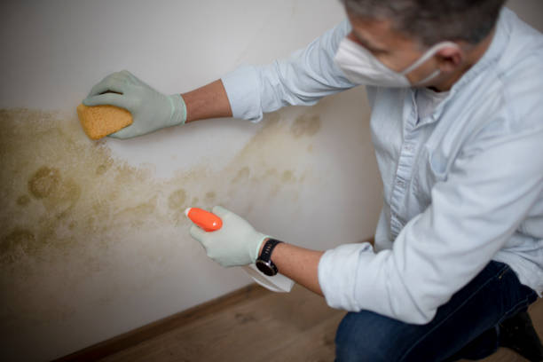 Best Emergency Mold Removal  in El Cerro, NM