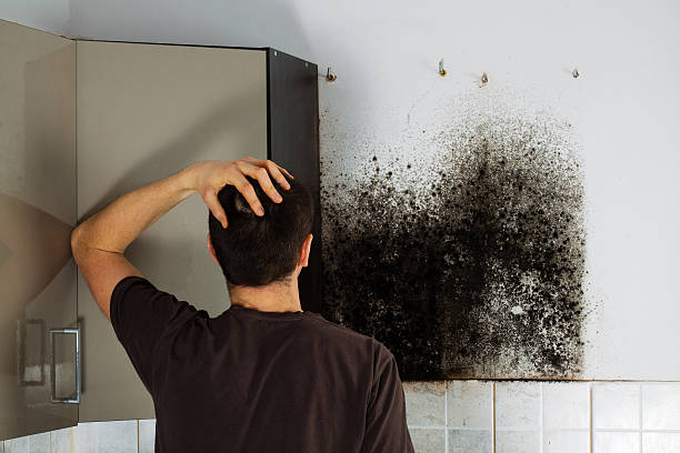 Best Black Mold Removal  in El Cerro, NM