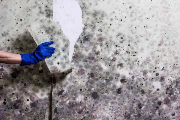 Best Certified Mold Removal  in El Cerro, NM