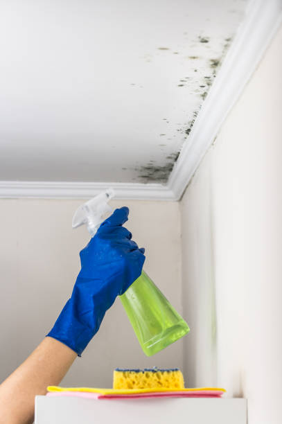 Crawl Space Mold Removal in El Cerro, NM